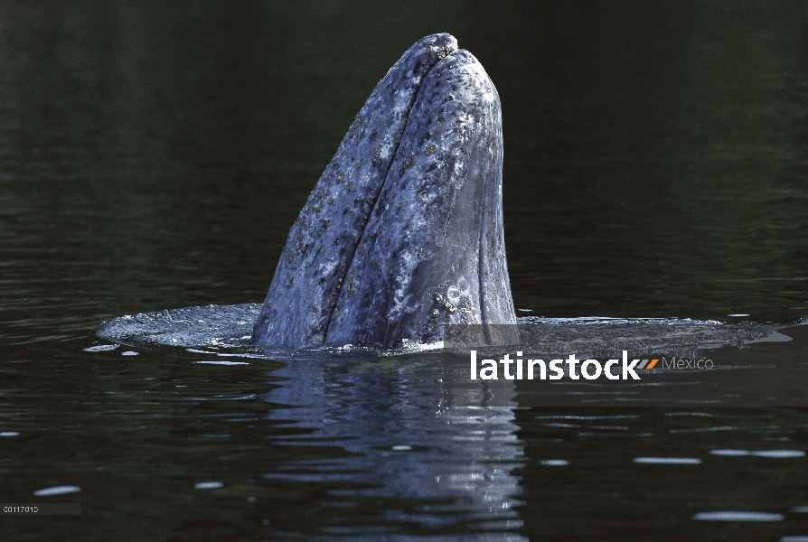 Gris dos ballenas (Eschrichtius robustus), sonido de Clayoquot, Columbia Británica, Canadá