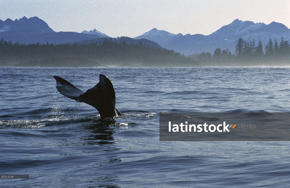 Ballena gris (Eschrichtius robustus) cola, sonido de Clayoquot, isla de Vancouver, Columbia Británic