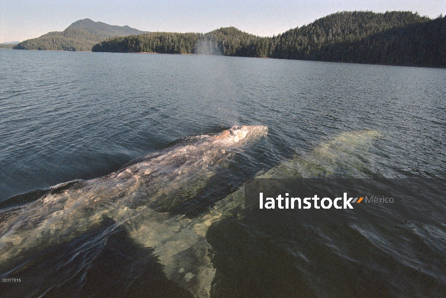 Gray Whale (Eschrichtius robustus) superficie para respirar, sonido de Clayoquot, isla de Vancouver,