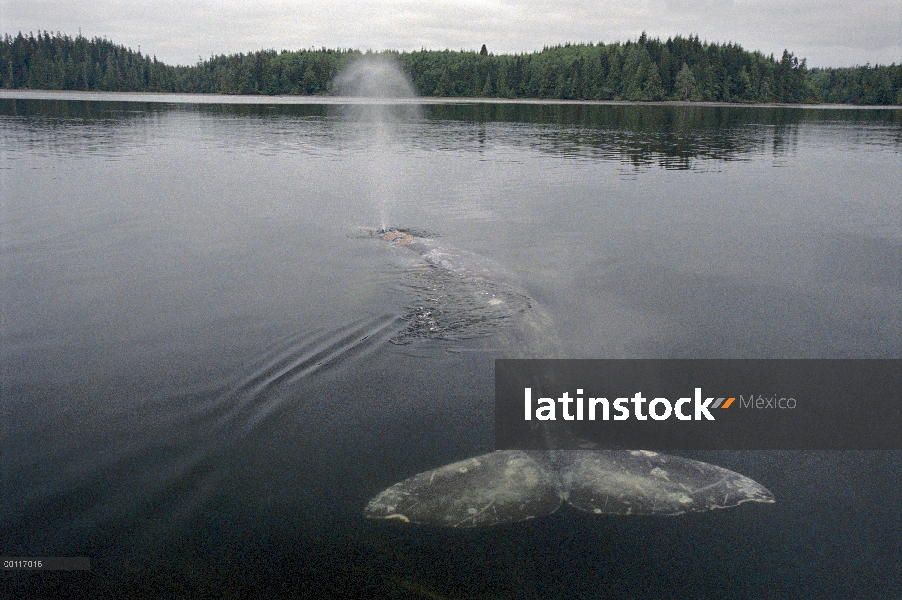 Ballena gris (Eschrichtius robustus) impresionantes, sonido de Clayoquot, isla de Vancouver, Columbi