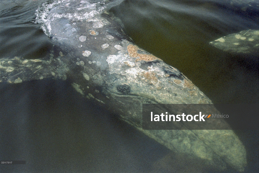 Ballena gris (Eschrichtius robustus) filtro de alimentación, sonido de Clayoquot, isla de Vancouver,