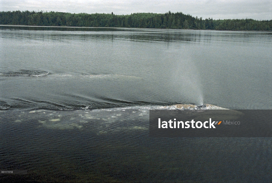 Ballena gris (Eschrichtius robustus) impresionantes, sonido de Clayoquot, isla de Vancouver, Columbi