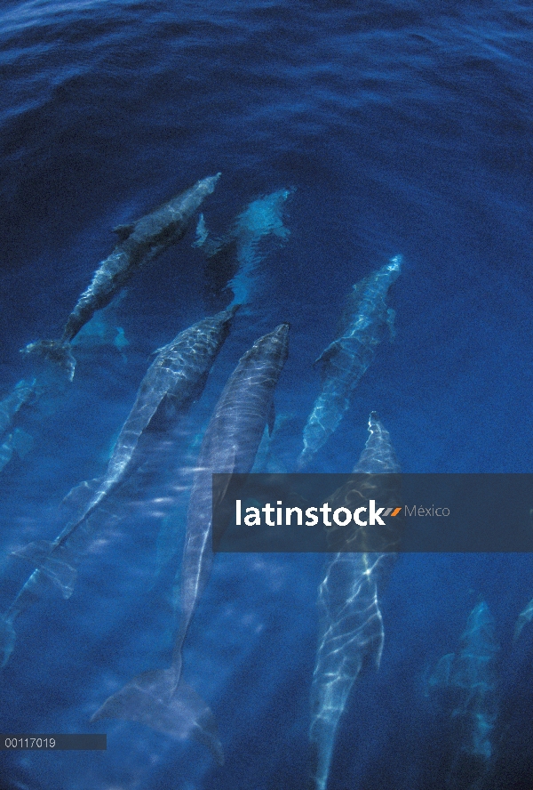 Pod de delfines (Tursiops truncatus) de mulares en superficie, las Islas Galápagos, Ecuador de mar