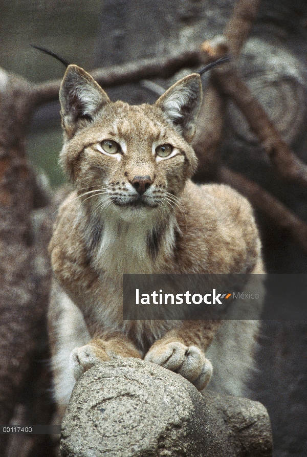 Retrato hombre lince eurasiático (lince del lince), más grande de la especie de tres Lince, nativa d