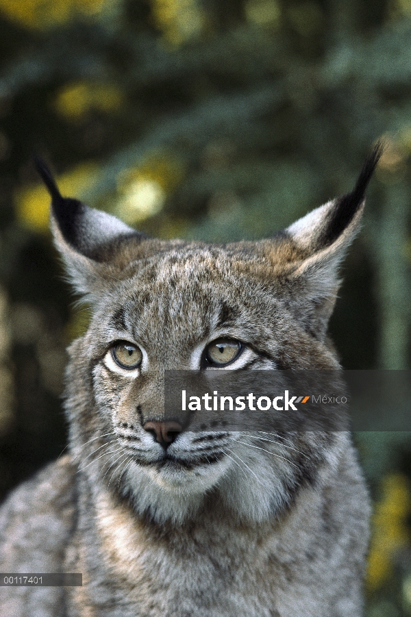 Retrato hombre lince eurasiático (lince del lince), más grande de la especie de tres Lince, nativa d