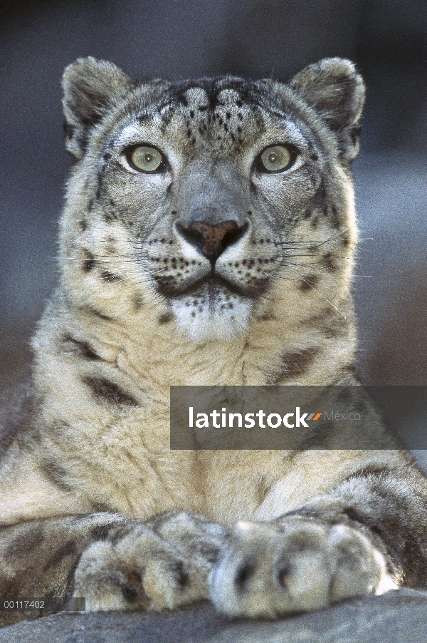 Retrato de leopardo de las Nieves (Panthera uncia), nativa de regiones montañosas de Asia central