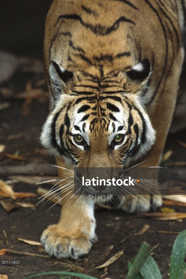 Tigre Malayo (Panthera tigris jacksoni), originaria de Malasia