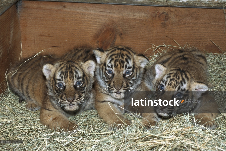 Cachorros de tigre Malayo (Panthera tigris jacksoni) dormir caja, originaria de Malasia