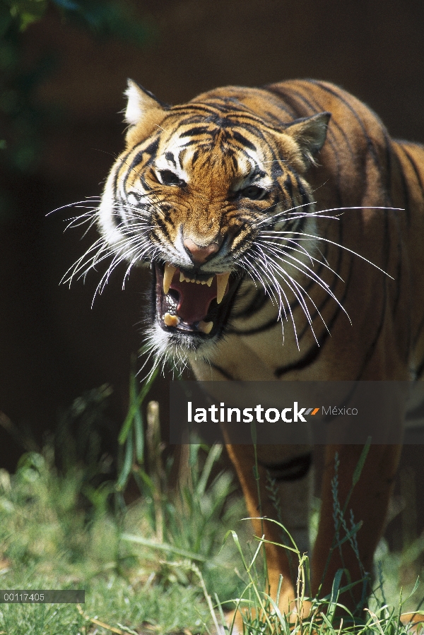 Tigre de Bengala (Panthera tigris tigris) tironeo, nativo a la India