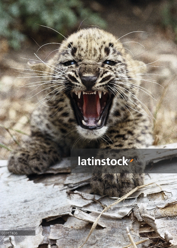 Cub del leopardo persa (Panthera pardus saxicolor) gruñendo, nativa de Irán y Afganistán