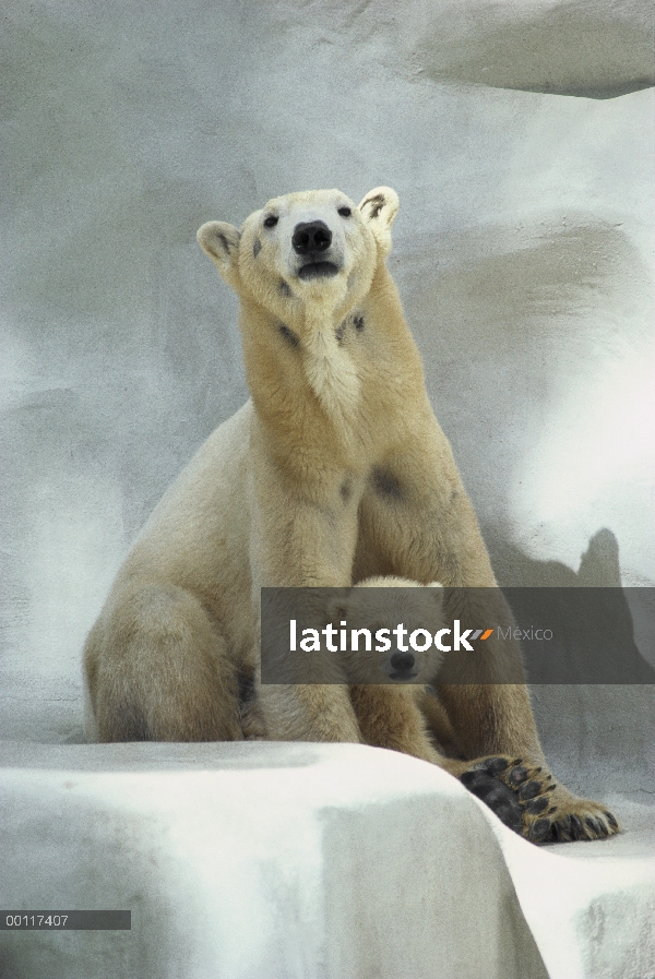 Oso polar (Ursus maritimus) madre y cachorro, nativa de Canadá