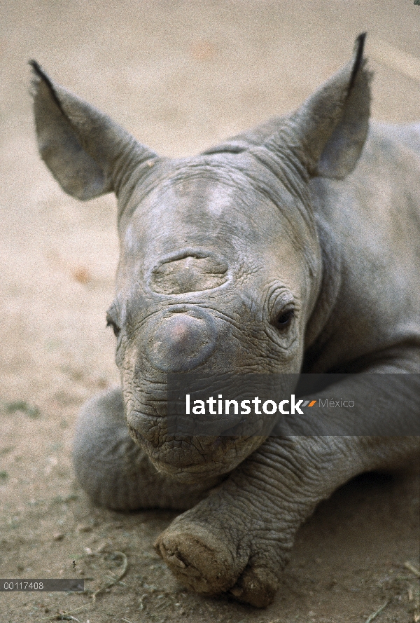 Retrato de rinoceronte negro (Diceros bicornis) de ternero, nativo de África