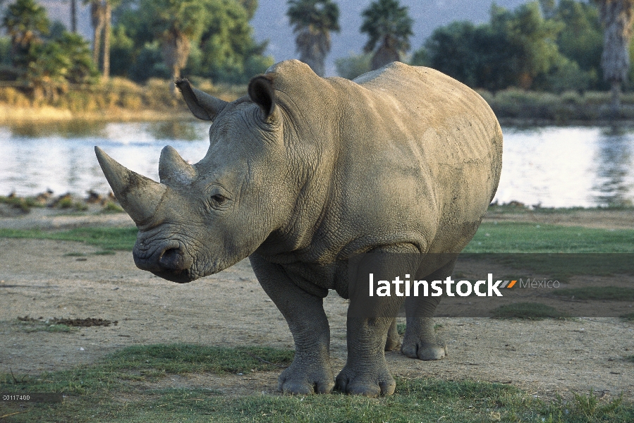 Retrato de adultos de rinoceronte blanco (simum de Ceratotherium), nativo de África