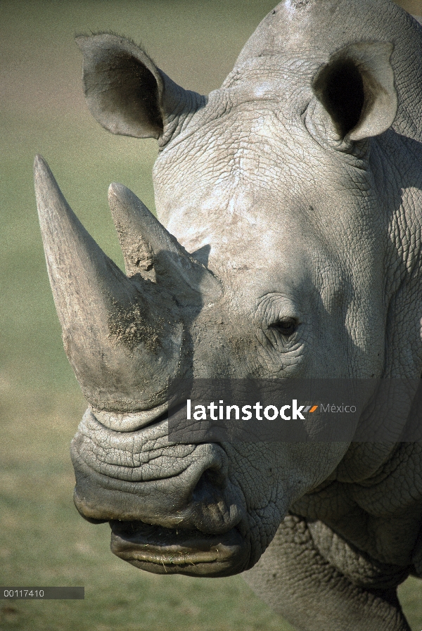 Retrato de adultos de rinoceronte blanco (simum de Ceratotherium), nativo de África