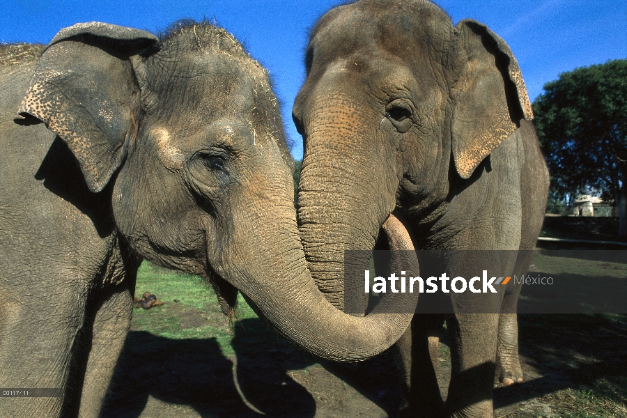 Par de elefantes asiáticos (Elephas maximus) con troncos entrelazados, originario de la India, Asia,