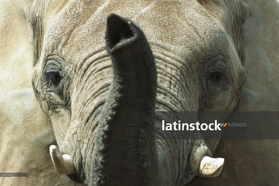 Retrato de primer plano elefante africano (Loxodonta africana), nativo de África