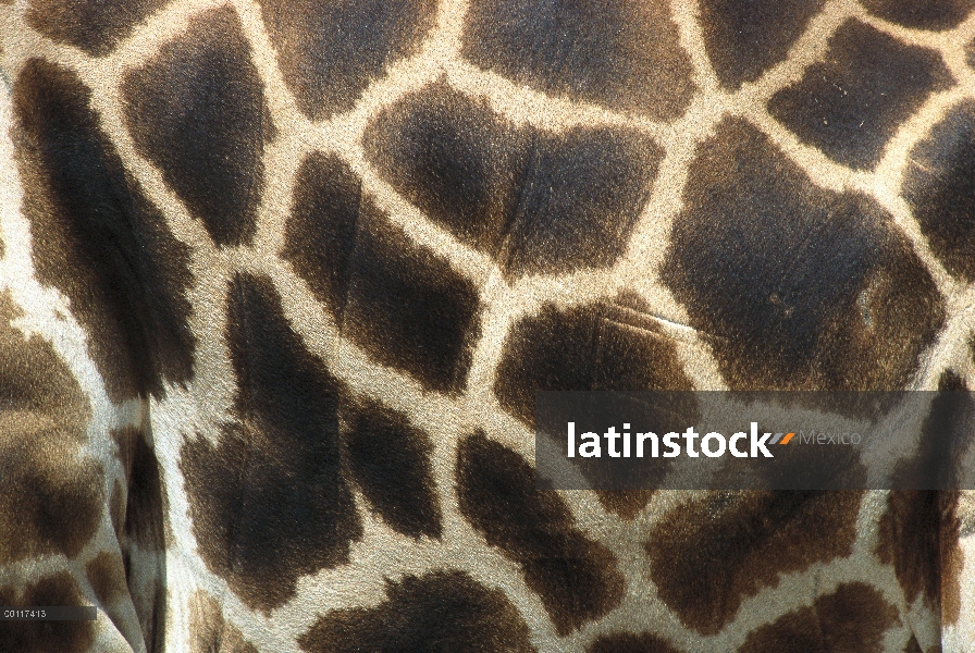 Detalle de la jirafa de Rothschild (Giraffa camelopardalis rothschildi) del patrón de la capa, nativ