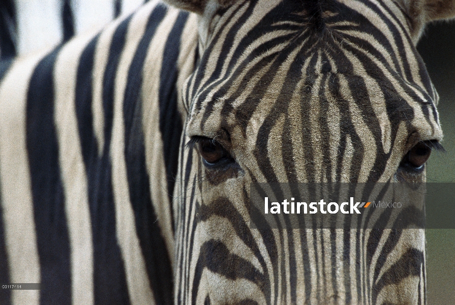 Primer plano retrato de Damara cebra (Equus burchellii antiquorum), nativa de África del este