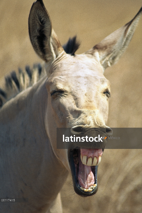 Asno salvaje de Somalia (Equus africanus somalicus) rebuzno, más pequeño de los caballos salvajes, n