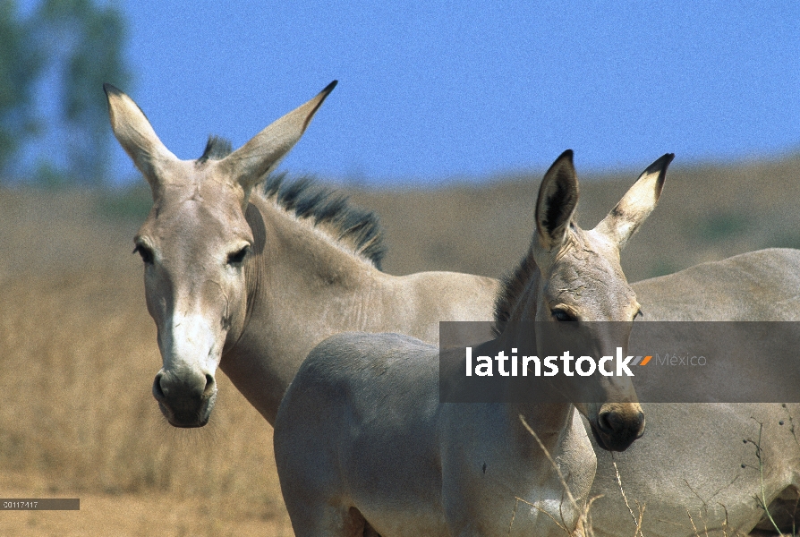 Asno salvaje de Somalia (Equus africanus somalicus) adulto y potro, más pequeño de los caballos salv