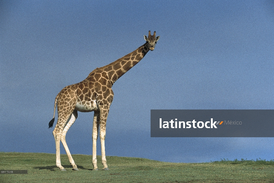 Retrato de jirafa de Rothschild (Giraffa camelopardalis rothschildi), nativa de Uganda y Kenia