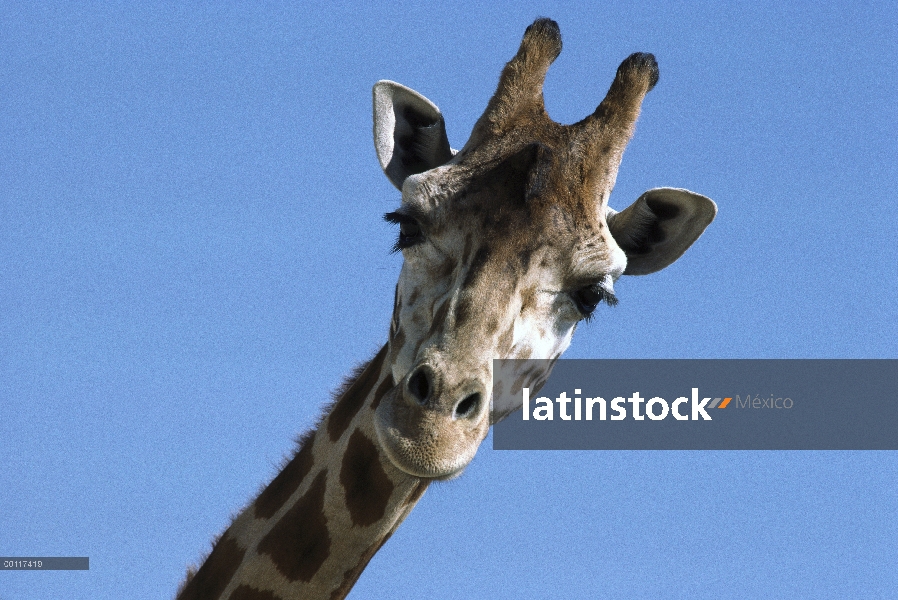 Retrato de jirafa de Rothschild (Giraffa camelopardalis rothschildi), nativa de Uganda y Kenia