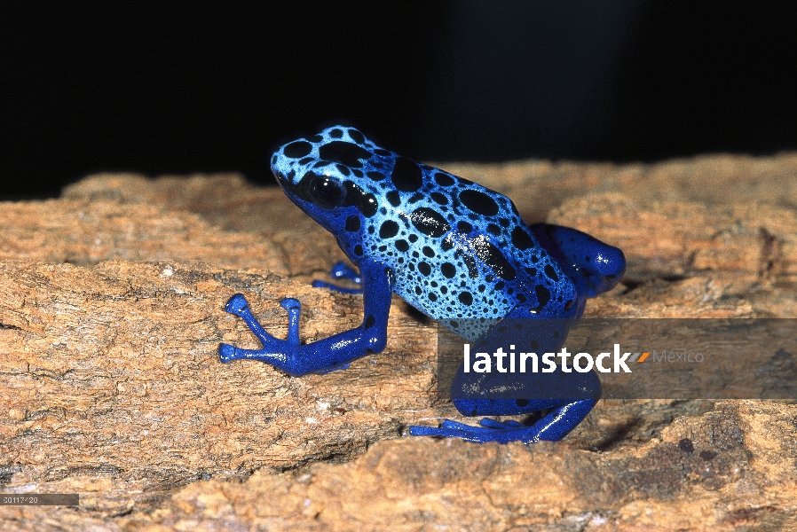 Blue Poison Dart Frog (Dendrobates azureus) muy pequeñas venenosa rana, las tribus indias utilizan v