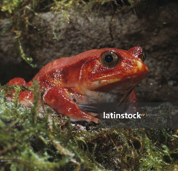 Retrato de rana (Dyscophus antongilii) tomate, muy raro en la naturaleza, nativa de Madagascar