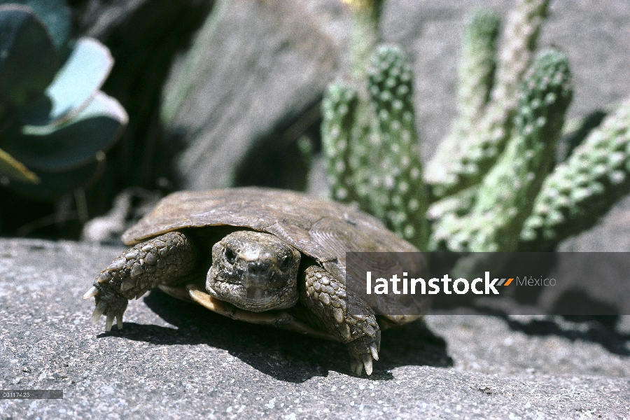 Tortuga africana de panqueque (Malacochersus tornieri), parque zoológico de San Diego, California