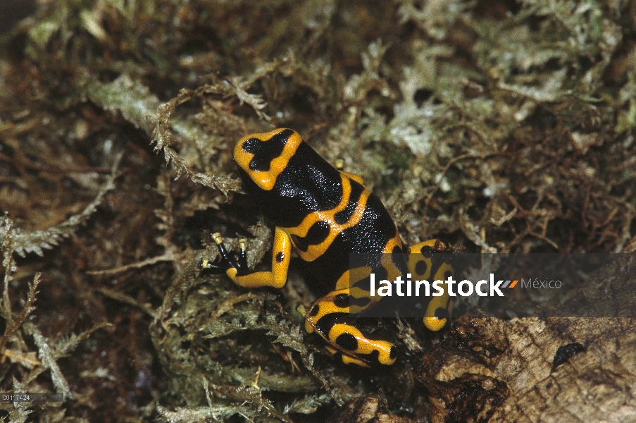 Bandas amarillo Poison Dart Frog (Dendrobates leucomelas) retrato, nativo de Venezuela y Colombia