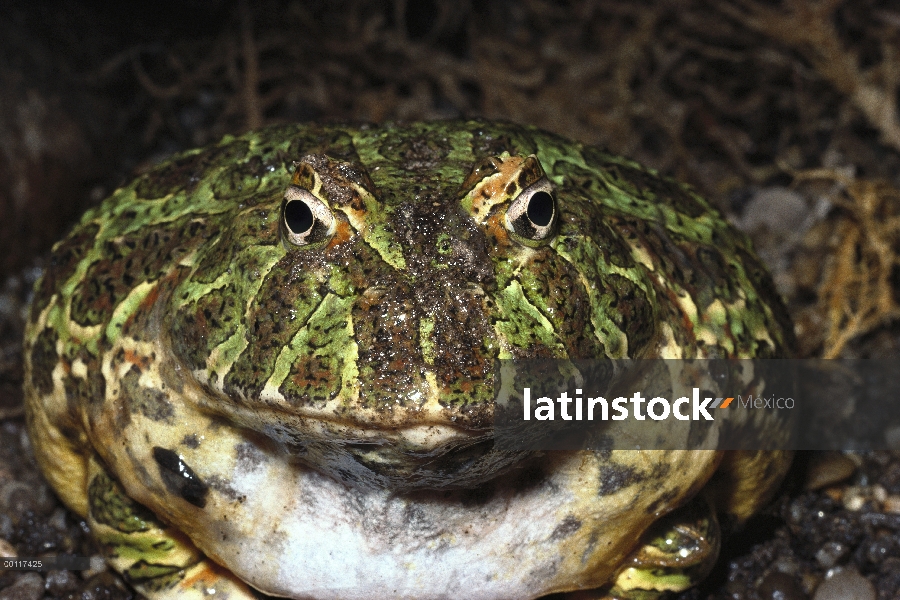 Retrato recargado de rana con cuernos (Ceratophrys ornata), nativa de Brasil, Uruguay y Argentina