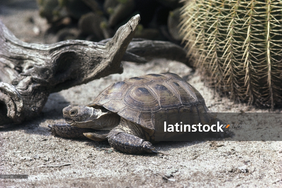 Desierto de tortuga (Gopherus agassizii), nativo del Mojave y los desiertos de Sonora