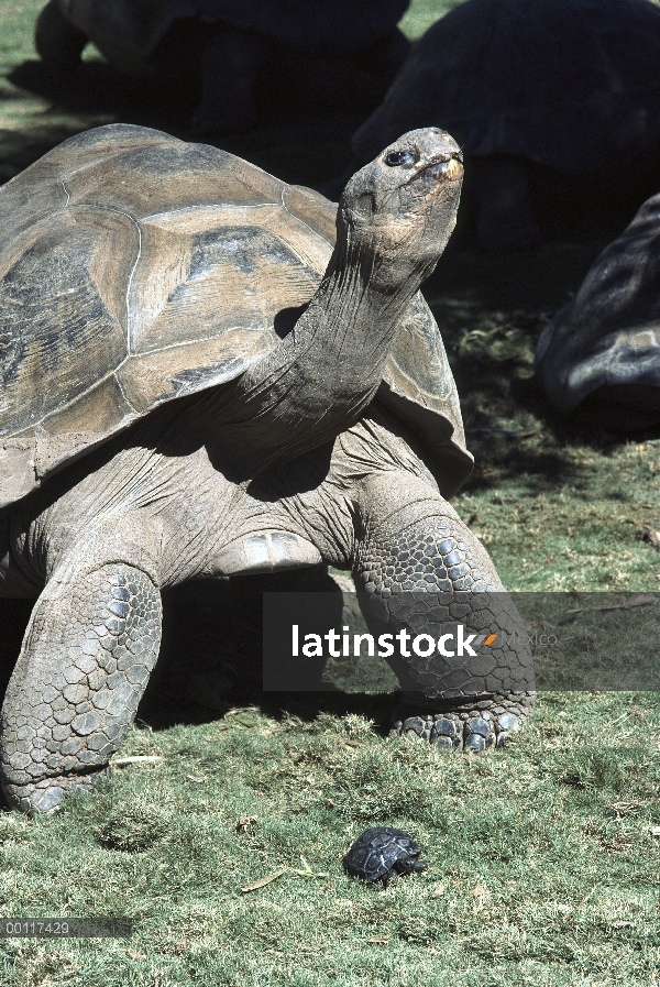 Adulto de tortuga gigante de Galápagos (Chelonoidis nigra) con Tortuguita que demuestra crecimiento,