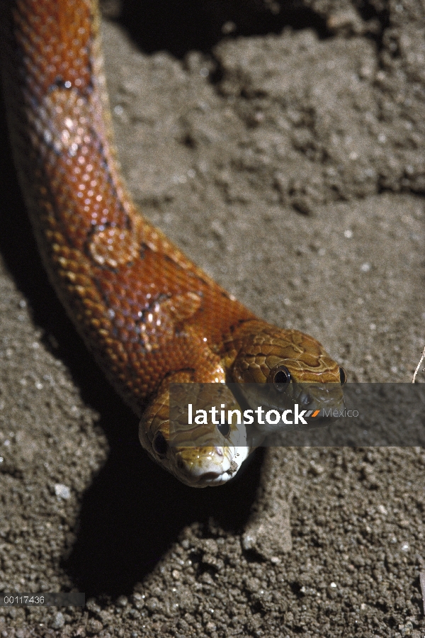 Cornsnake (Elaphe guttata) con dos cabezas, nativas de América del norte