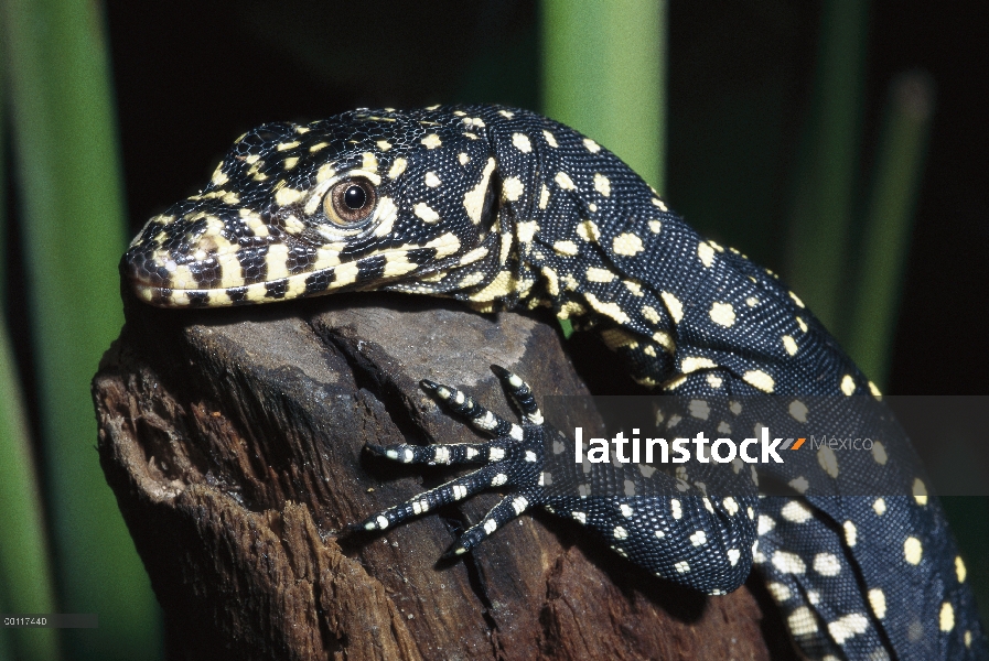 Retrato de Monitor (Varanus indicus) de manglares, nativa de Australia y Nueva Guinea