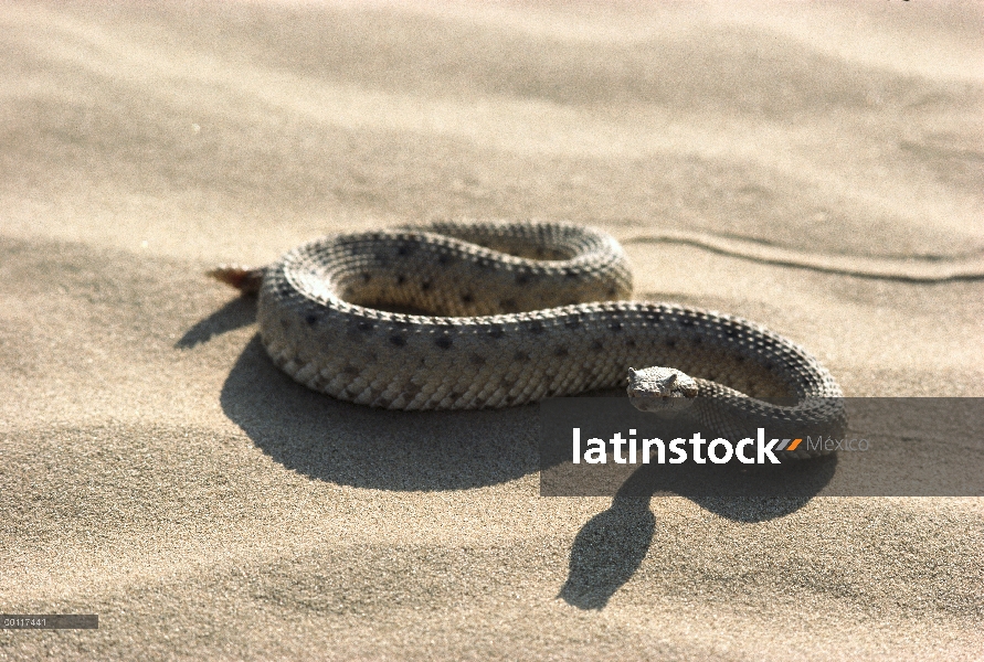 Desierto de Colorado Sidewinder (Crotalus cerastes laterorepens) en Arenas, las especies nativas a l