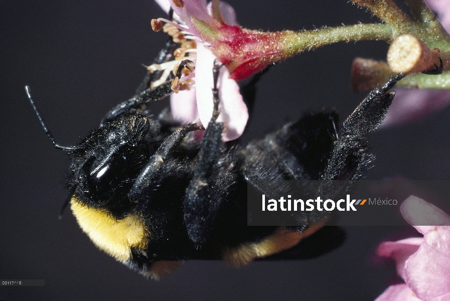 Abejorro (Bombus sp) recolectando polen de la flor, América del norte