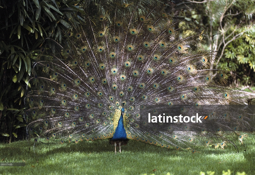 Indio pavo real (Pavo cristatus) difusión de plumas de la cola en la exhibición de cortejo, originar