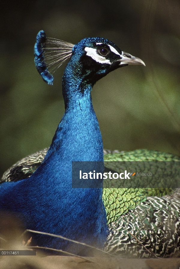 Hombre indio pavo real (Pavo cristatus), originario de Asia