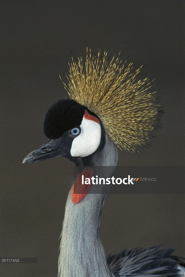 Retrato de la grulla de cabeza gris (Balearica regulorum), nativo de África