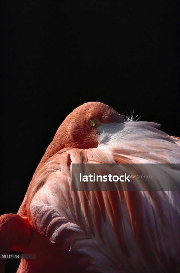 Flamenco (Phoenicopterus ruber) con la cabeza metida en el ala, nativa de las Islas Galápagos, Carib