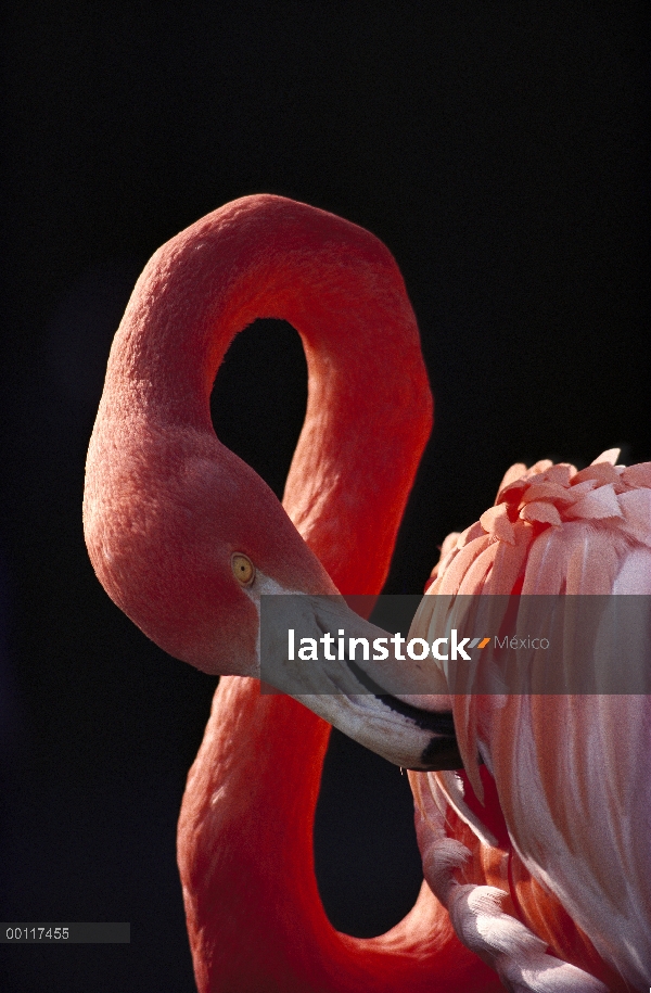 Flamenco (Phoenicopterus ruber) preening, nativa de las Islas Galápagos, Caribe, Colombia y Venezuel