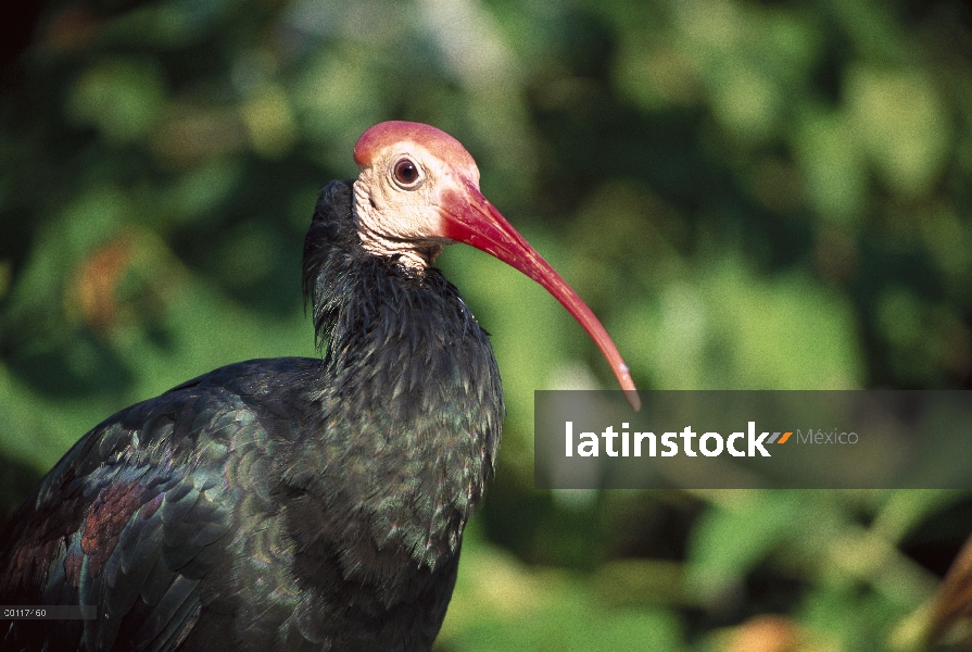 Retrato de Ibis (Geronticus calvus) Calvo, animales cautivos, nativa de Europa, norte de África y Me