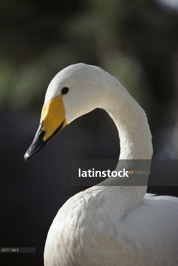 Retrato de whooper Swan (Cygnus cygnus)