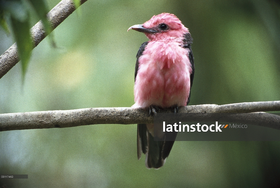 Sahuí carmesí (Haematoderus militaris) perchas, nativa de América del sur