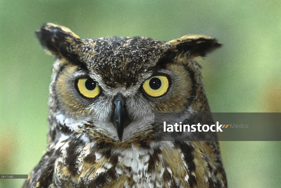 Retrato de Great Horned Owl (Bubo virginianus), nativa de América del norte