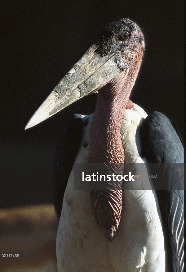 Retrato de Marabou Stork (Leptoptilos crumeniferus), nativo de África