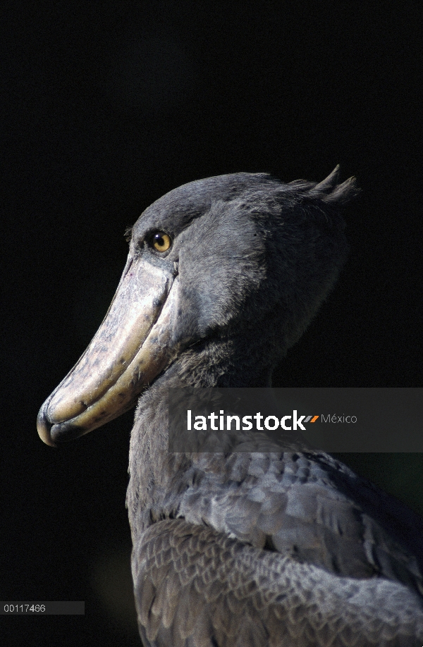 Shoebill (Balaeniceps rex), nativa de regiones tropicales de África central