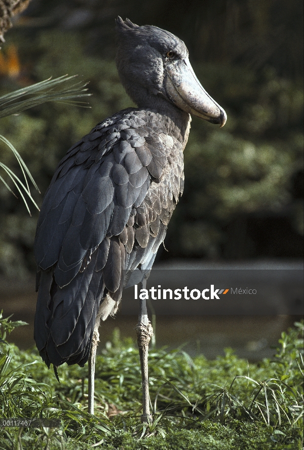 Shoebill (Balaeniceps rex), nativa de regiones tropicales de África central