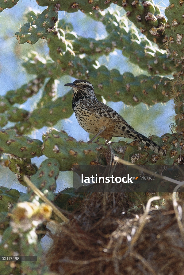 Cactus Wren (Campylorhynchus brunneicapillus) posado en Cactus al lado del nido, nativa del sudoeste